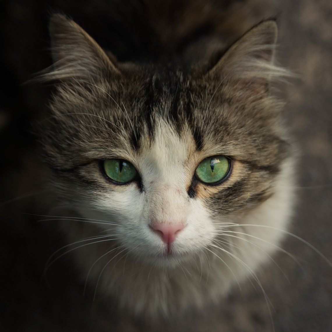 Además del 20 de febrero, agosto y octubre son meses en los que se celebra a los gatos.