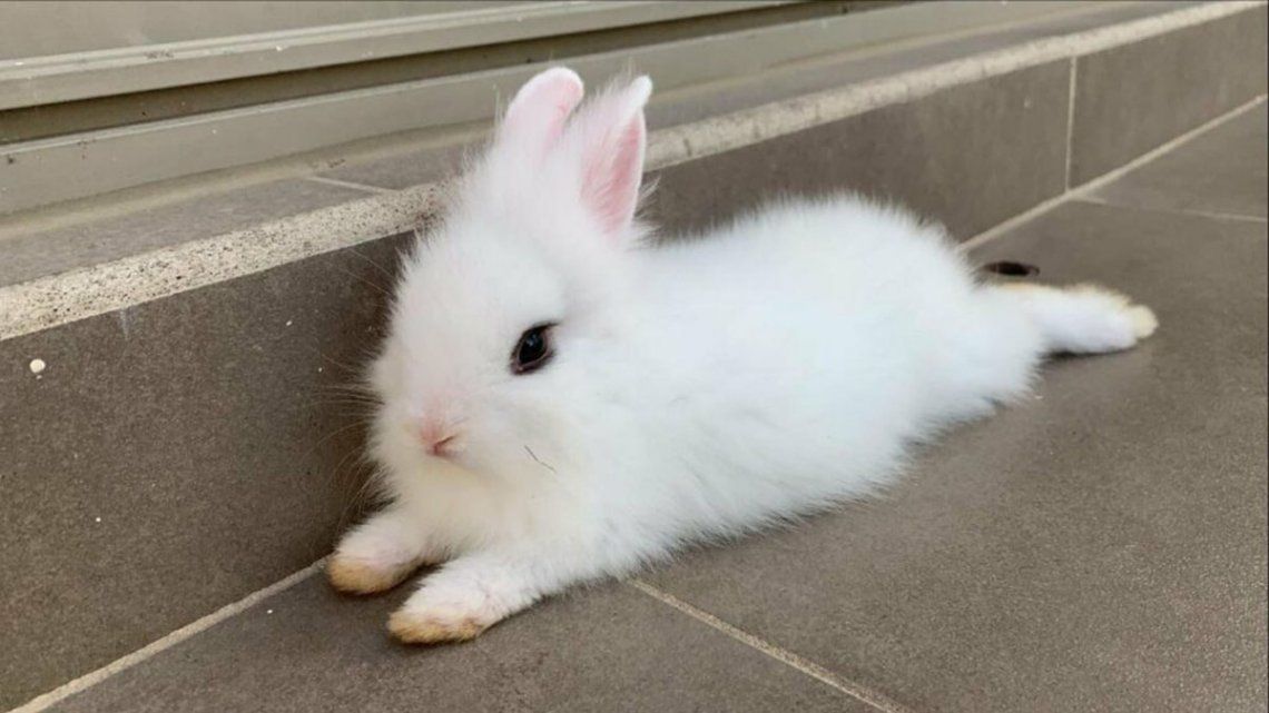 Viral: Copito, el conejo que mató a una tarántula y se volvió un héroe en las redes sociales