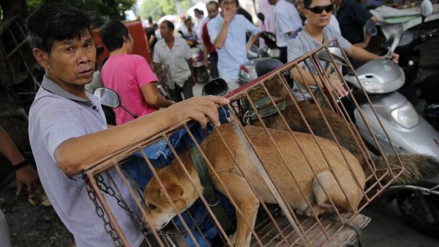 China: prohíben criar perros para consumo humano