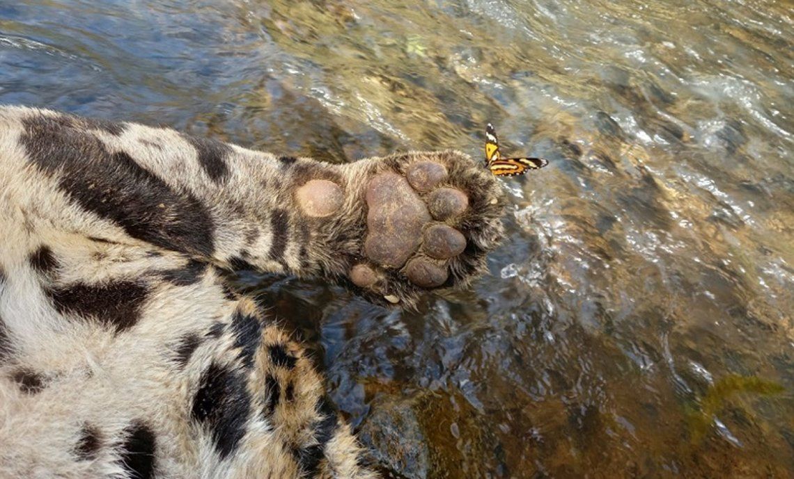 Brasil: matan con saña a uno de los últimos jaguares de la Mata Atlántica
