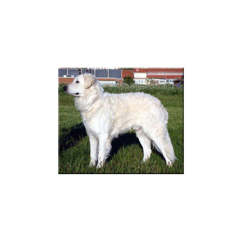 Kuvasz: un perro fuerte y bravo