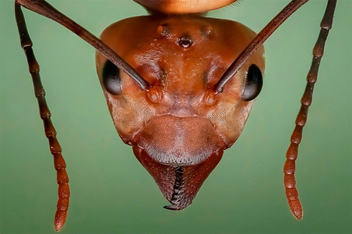 Los beneficios de las hormigas como base de medicamentos