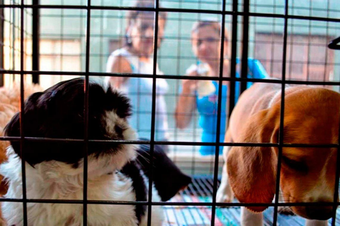 Prohíben exhibir animales en vidrieras en la Ciudad de Buenos Aires