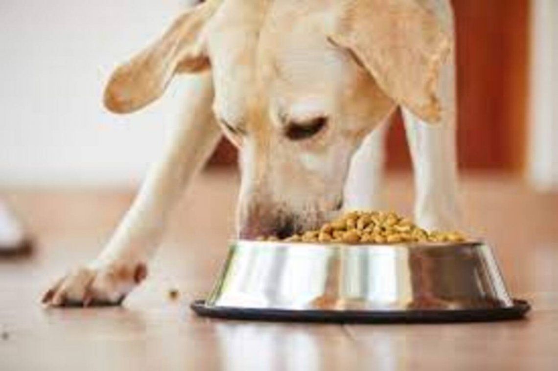 Detectan bacterias perjudiciales para los humanos en alimentos para perros