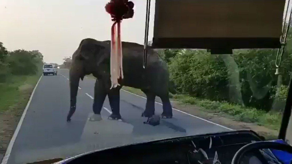 India: Un elefante ladrón de bananas 