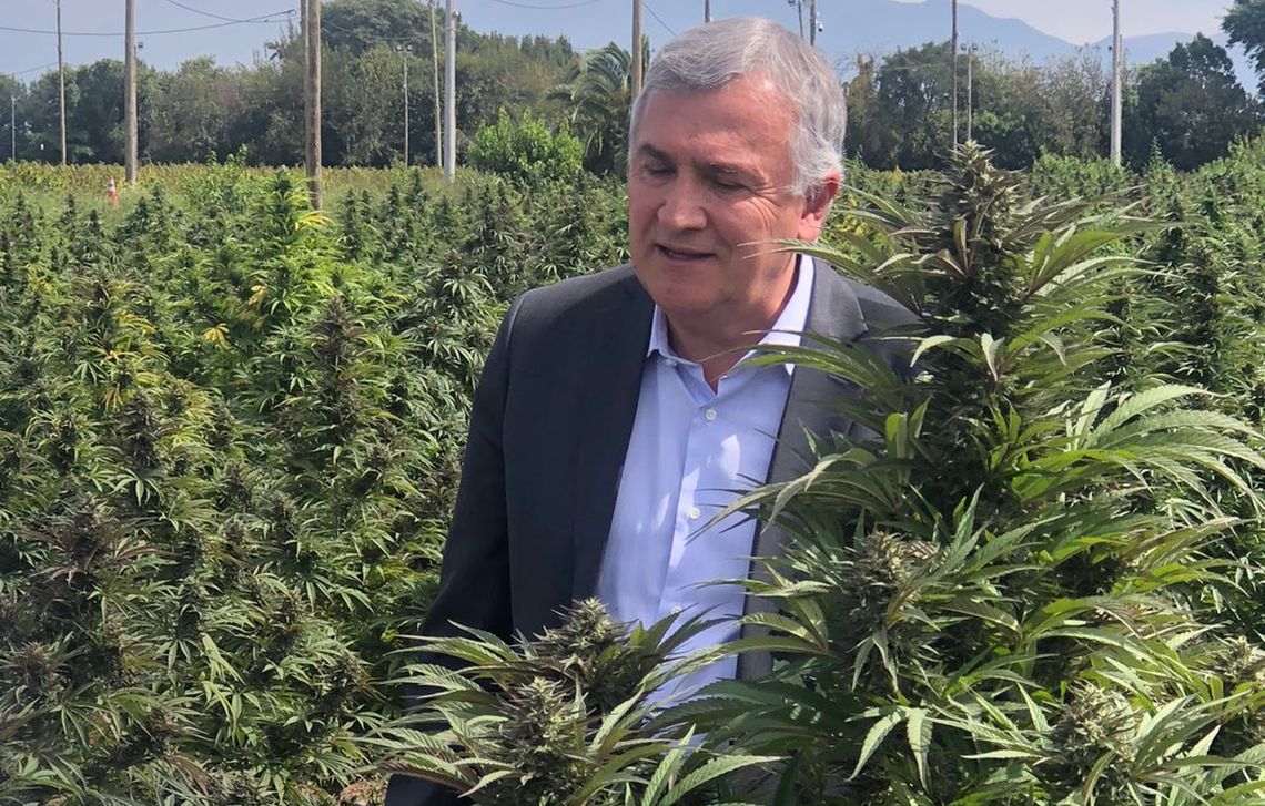 Gerardo Morales dio comienzo a la cosecha de cannabis medicinal en Jujuy