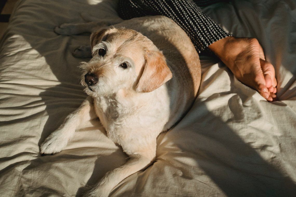 Mascotas en la cama, peligro de contagio