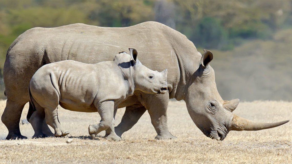 Ningún rinoceronte muerto por la caza furtiva en Kenia.