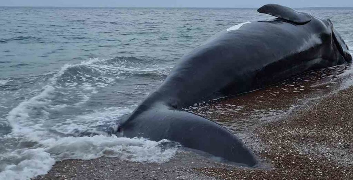 Península Valdés: aparecieron siete ballenas muertas y podrían ser más
