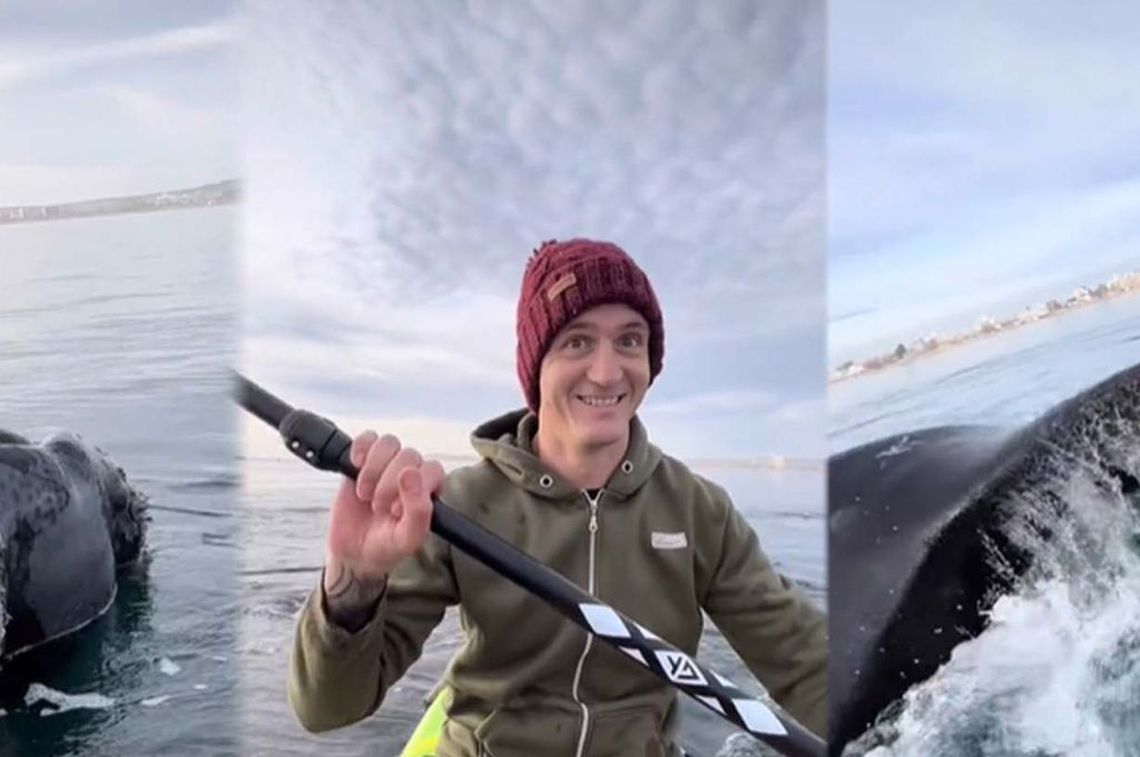Subieron un video a TikTok remando sobre las ballenas y les iniciaron un sumario.