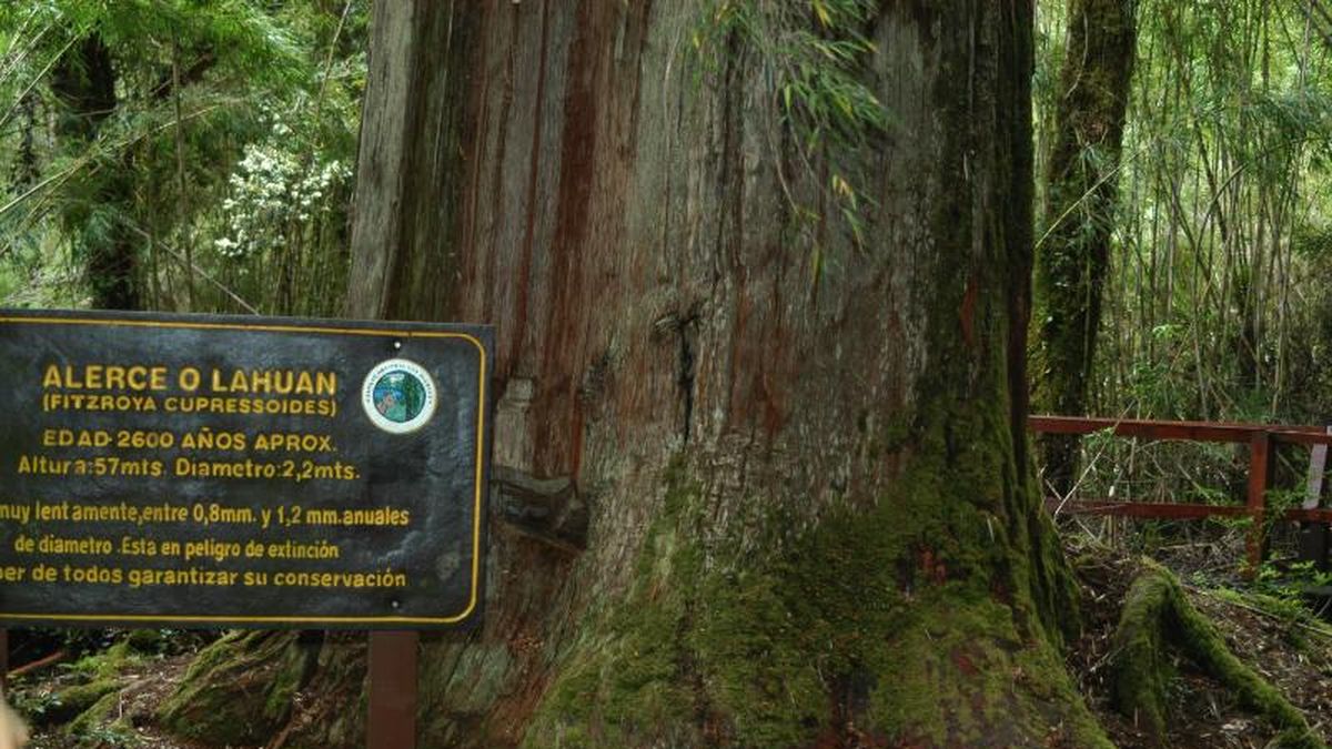 Árbol milenario en el Parque Nacional Los Alerces Árbol milenario en el Parque Nacional Los Alerces