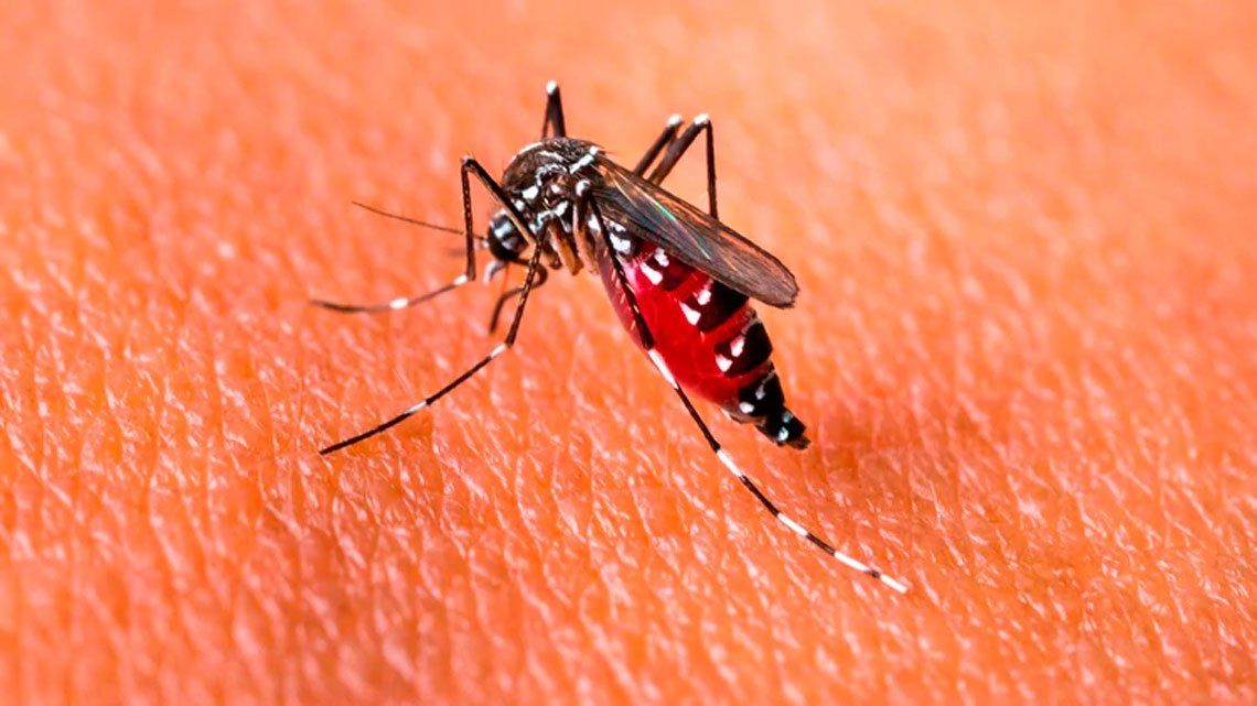 El dengue se transmite por el mosquito Aedes aegypti.