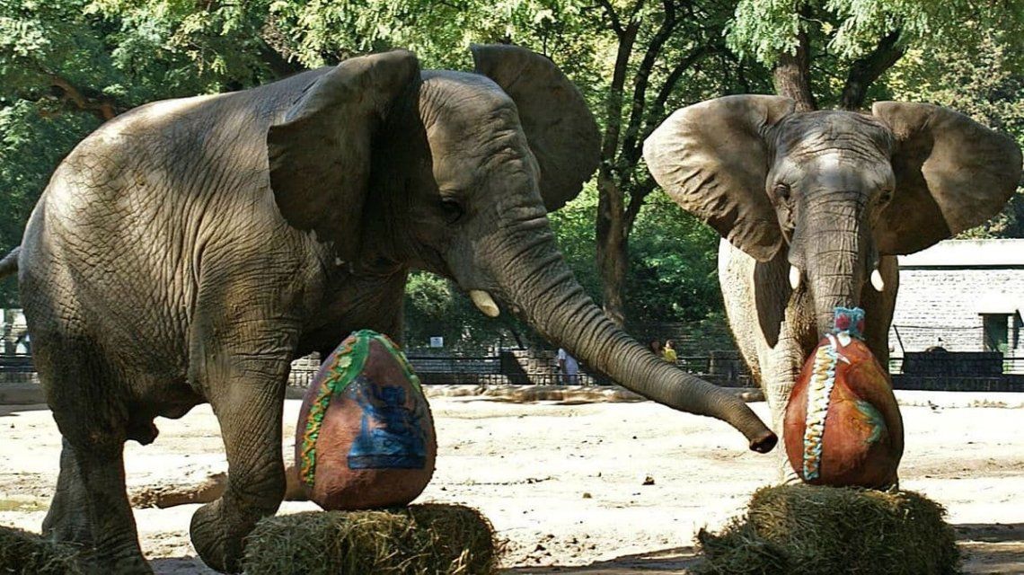 Las últimas elefantas del Ecoparque porteño empezaron el proceso para viajar al santuario de Brasil