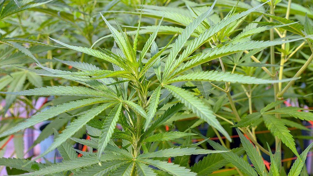 Cannabis Sativa: del oscurantismo al acceso a un medicamento seguro