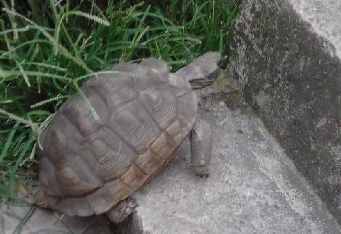 Avellaneda: apareció Ramona Manuelita, la tortuga perdida en Gerli