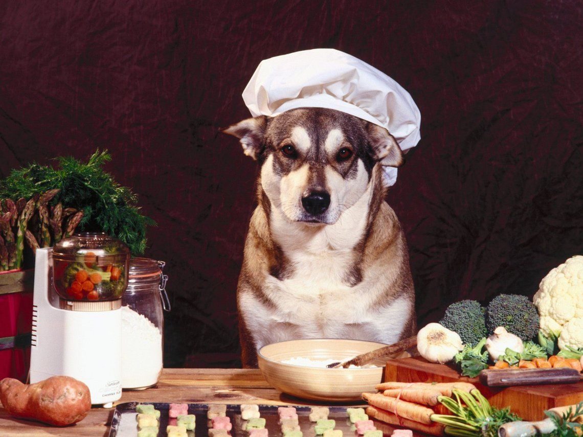 Los beneficios de la comida casera para las queridas mascotas 