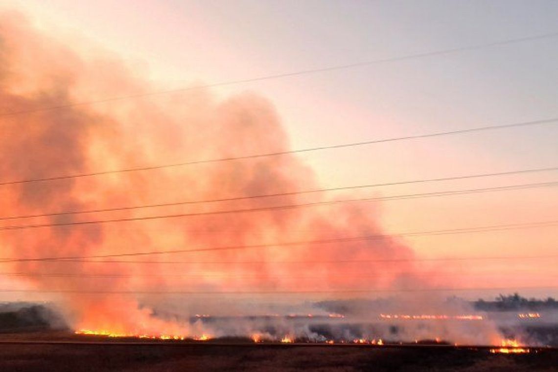 Casi 100 mil hectáreas se quemaron en el Delta del Paraná.