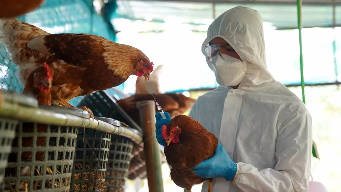 Desde Senasa aclaran que la influenza aviar no representa un peligro para la población