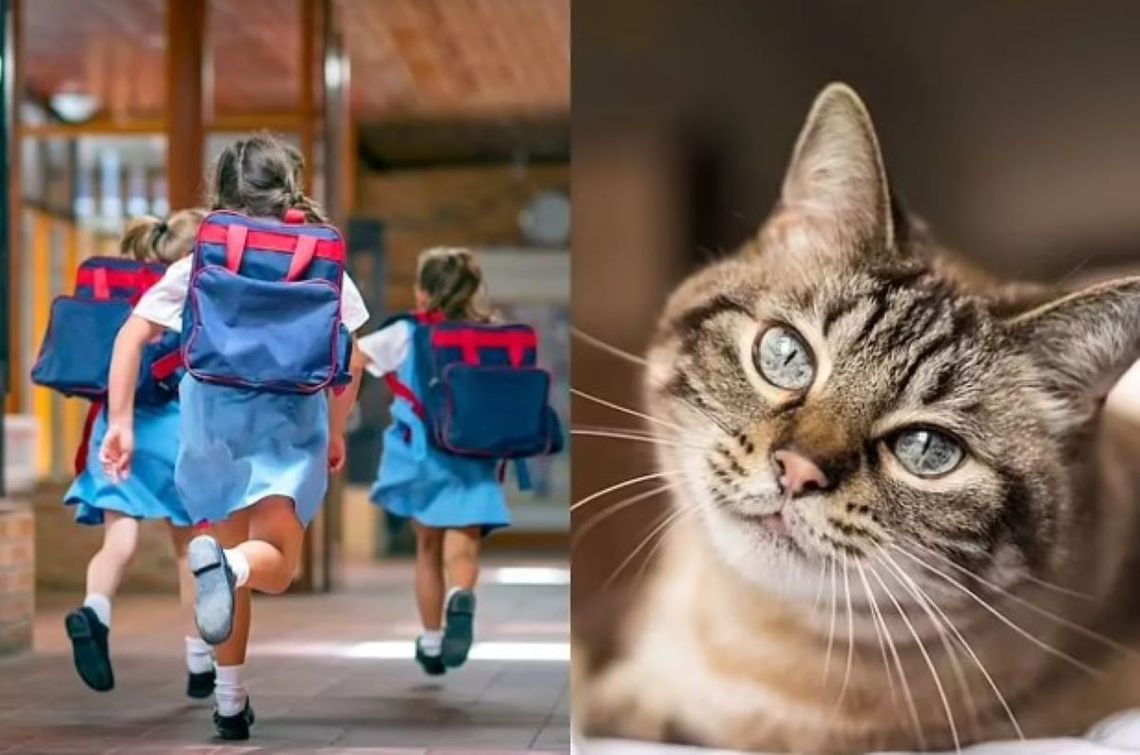 Escándalo en Reino Unido: alumnas se niegan a reconocer como gata a una  compañera