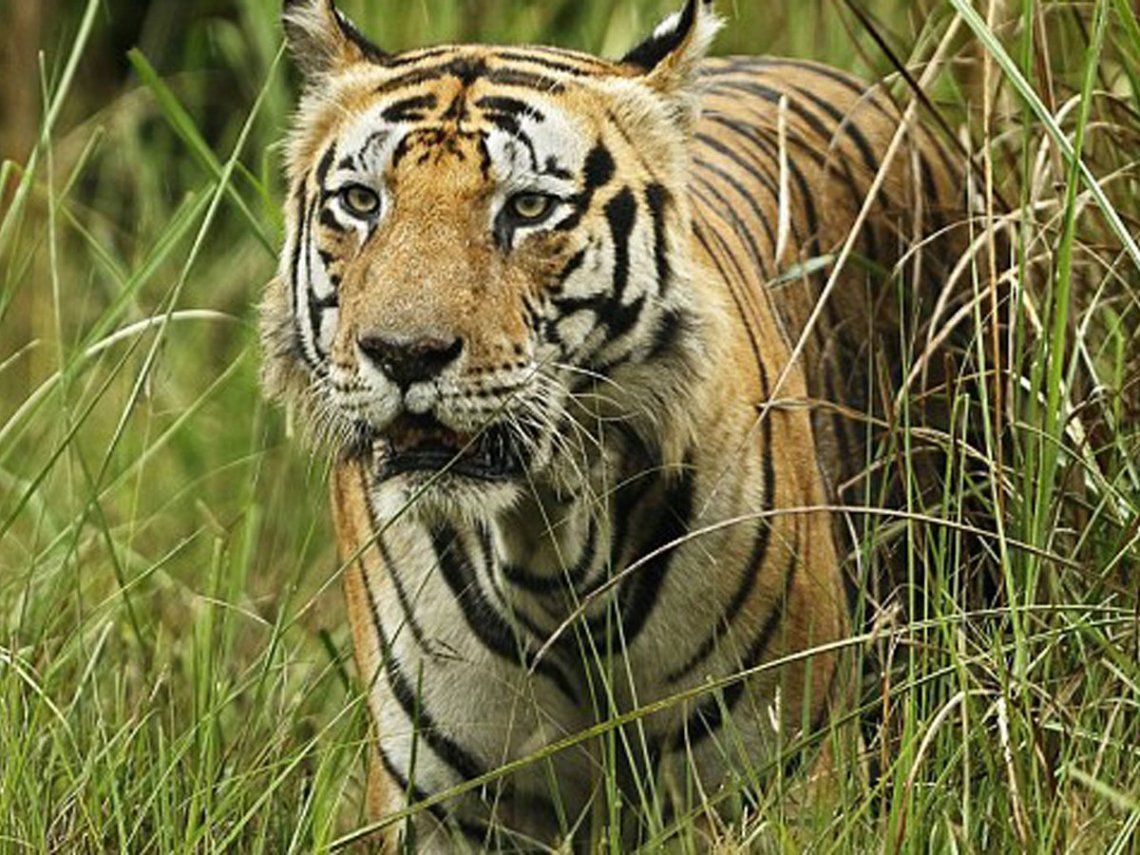 Los tigres de Bengala se encuentran catalogados como una especie en peligro de extinción