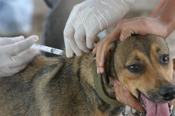 Anuncian más operativos de castración de perros y gatos