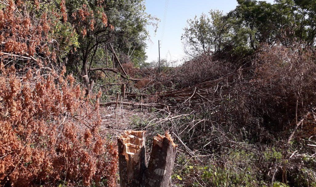 El daño está hecho. Decenas de árboles fueron talados para realizar el tendido.