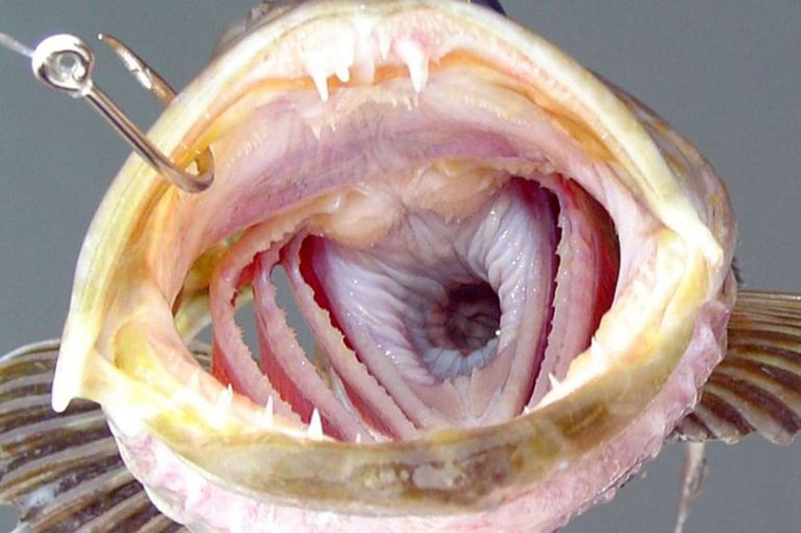 Descubren aterrador pez de tres bocas y 555 dientes