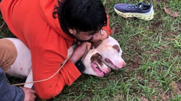 Brasil - Luchador de artes marciales logra sobrevivir al ataque de dos pitbulls