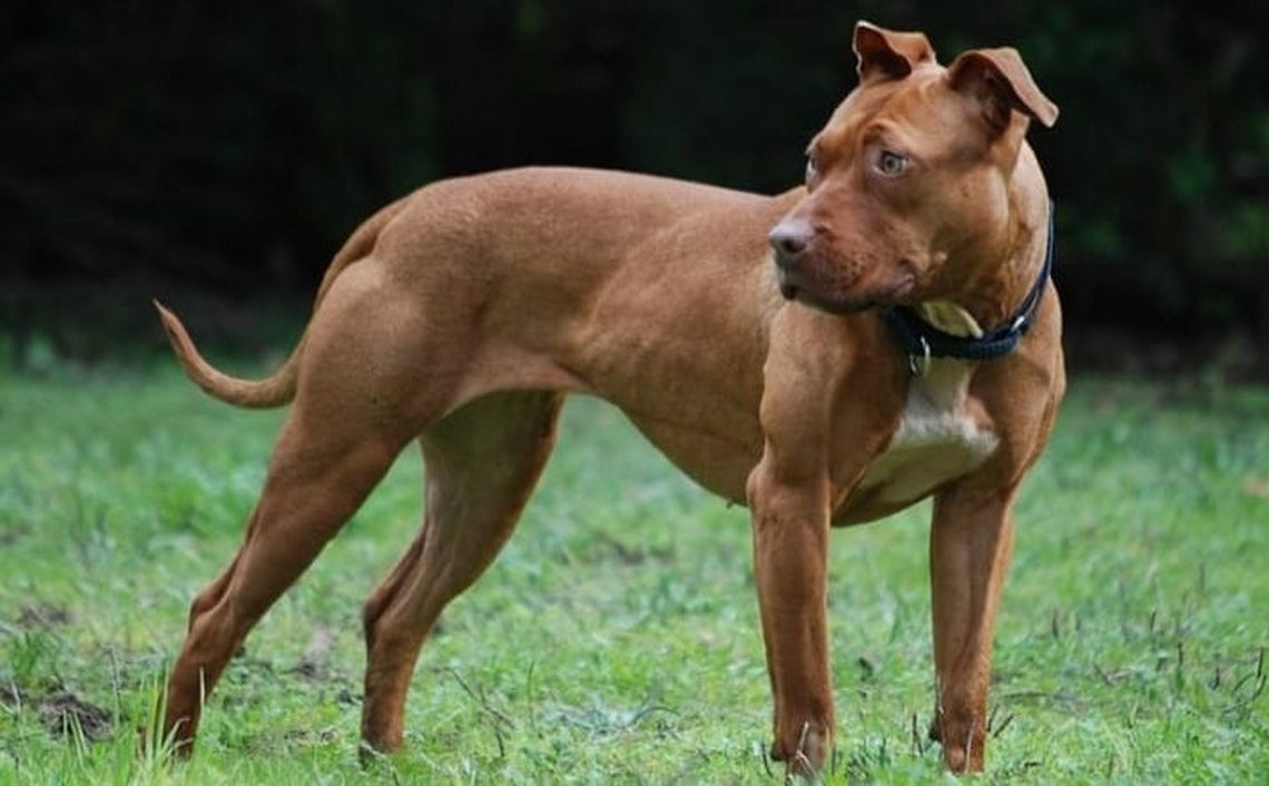 Otro violento episodio tuvo como agresor a un Pitbull. La imagen es ilustrativa. 