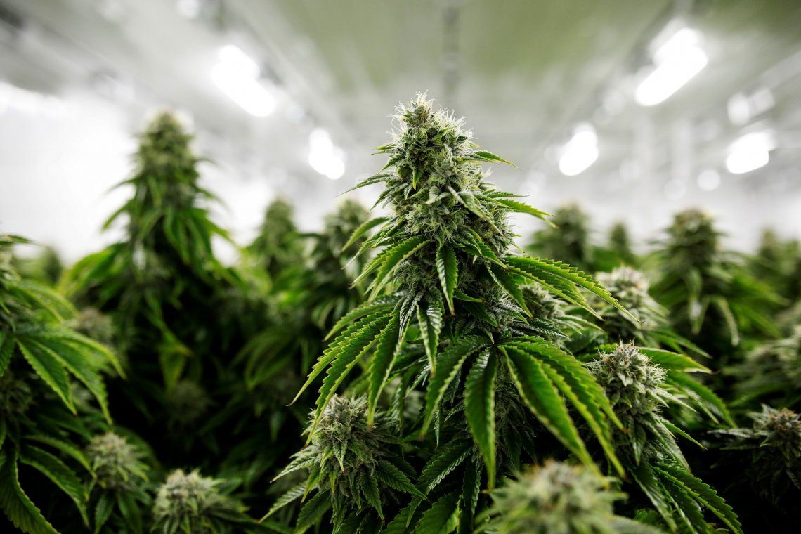 San Pedro tendrá el primer parque industrial de producción de cannabis 
