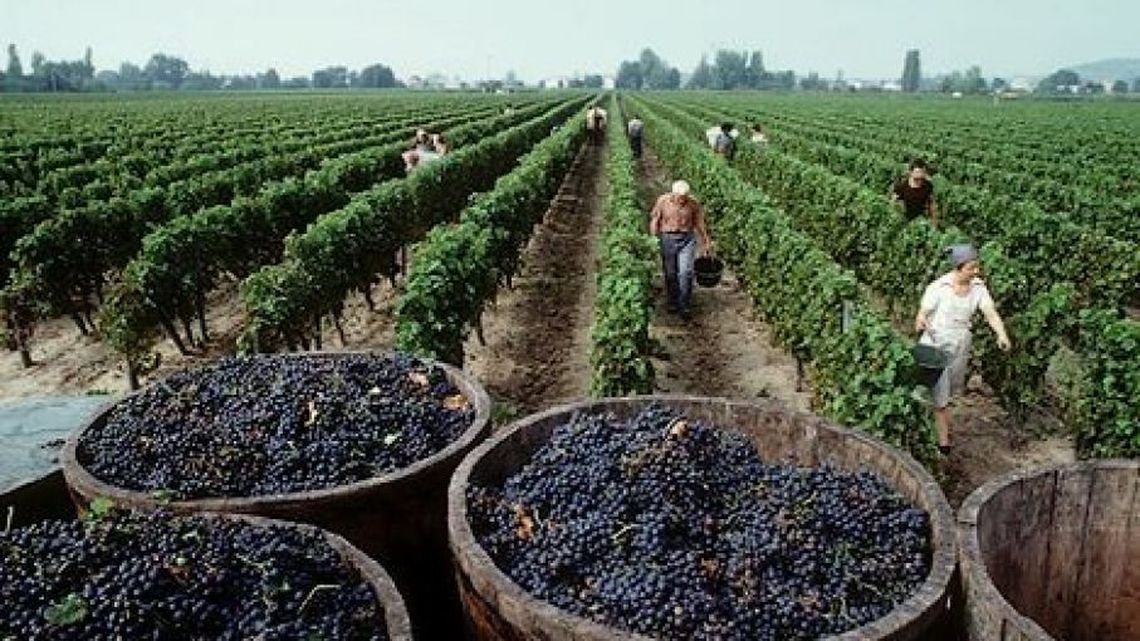 El Gobierno anunció un dólar diferencial para el sector vitivinícola.