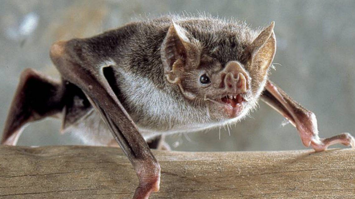 Por muciélagos con rabia, llaman a vacunar perros y gatos en Provincia