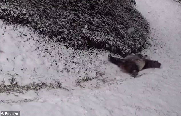 Video: uno de los pandas yace boca arriba mientras se deslizan por una colina cubierta de nieve