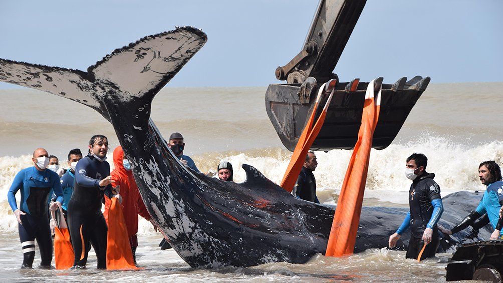 Costa Atlántica: regresan al mar a dos ballenas varadas.