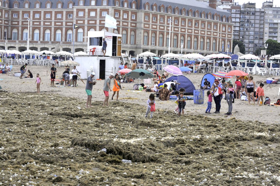 Las playas del centro de Mar del Plata aparecieron repletas de algas y huevos. transparentes&nbsp;