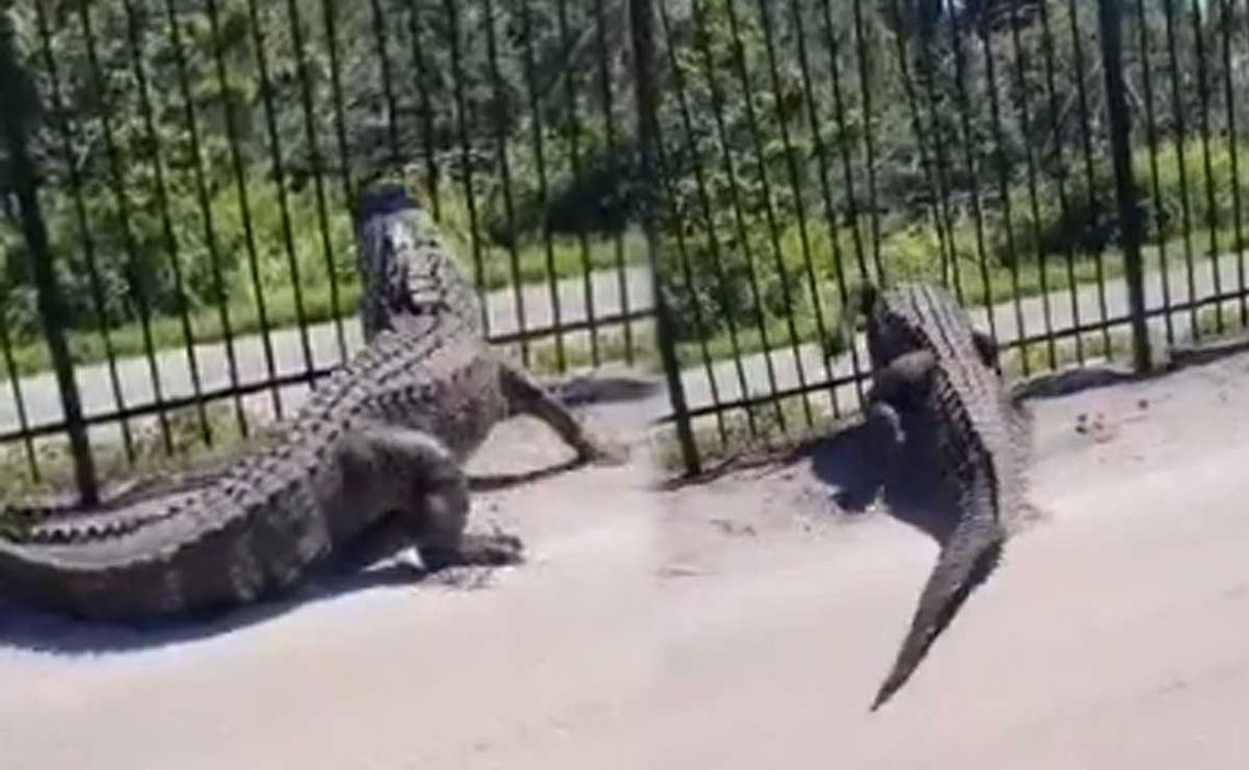 Impactante video: un cocodrilo rompió una reja para escapar hacia la calle.