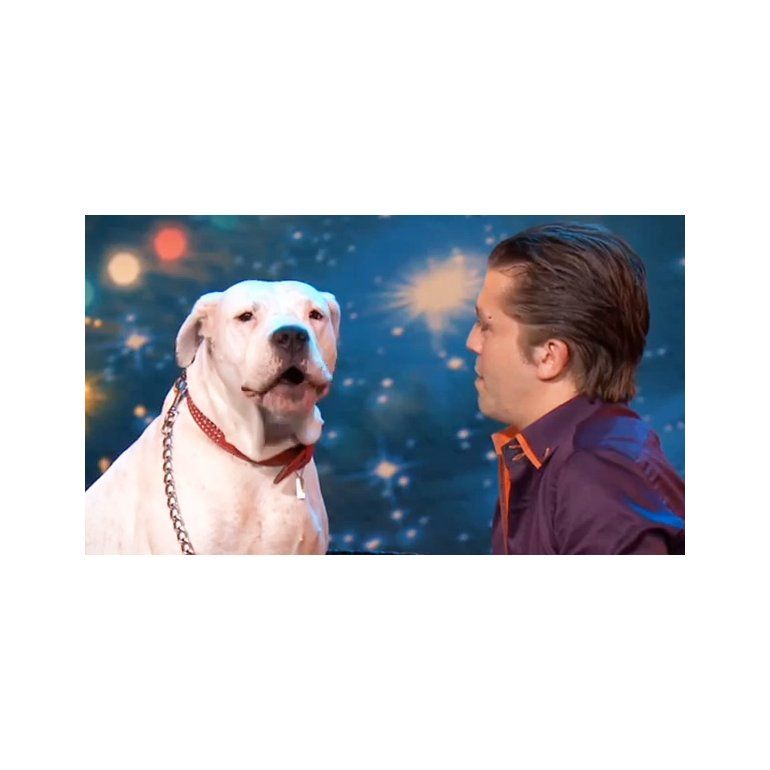 Insólito: el perro que canta como Whitney Houston