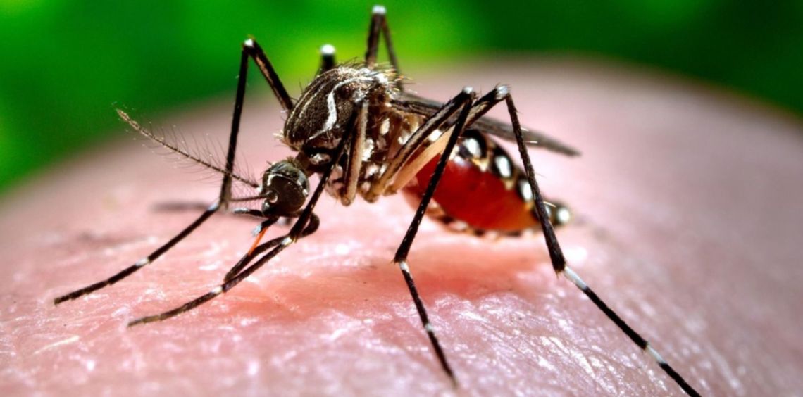 Por la picadura del mosquito Aedes aegypti se detectaron casos en 13 jurisdicciones del país.