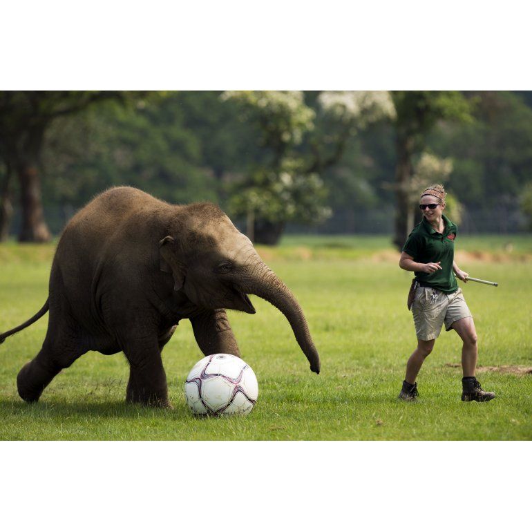 Una encantadora elefanta futbolista