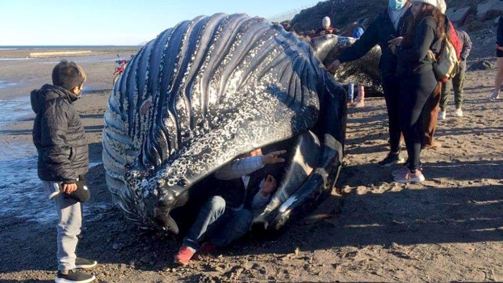 Chubut: apareció muerta una ballena jorobada y piden que la gente no se acerque