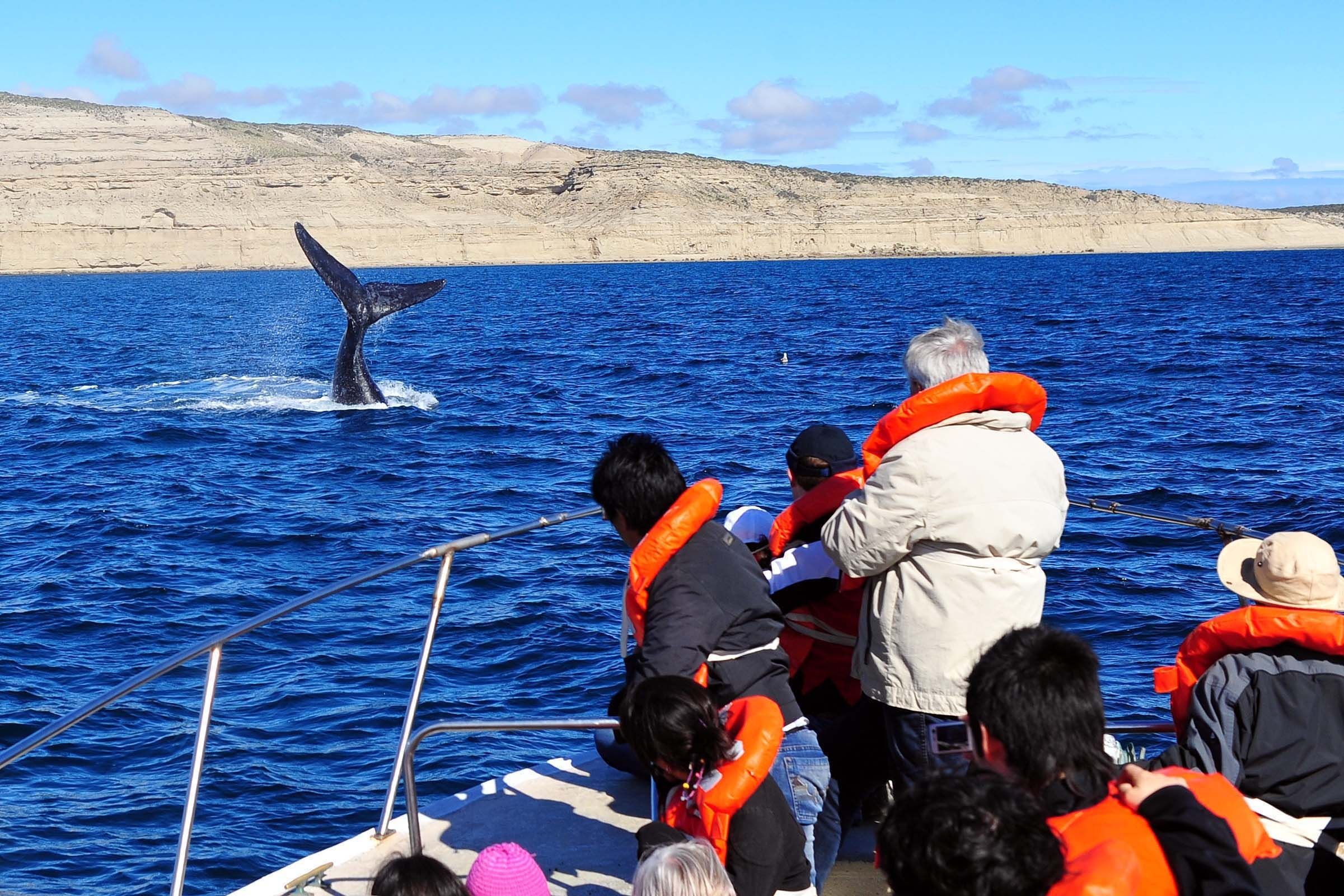 Puerto Madryn: Perla de la patagonia
