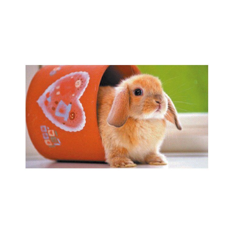 Conejos enanos: mascotas tiernas y bellas, ideales para tener en ciudad