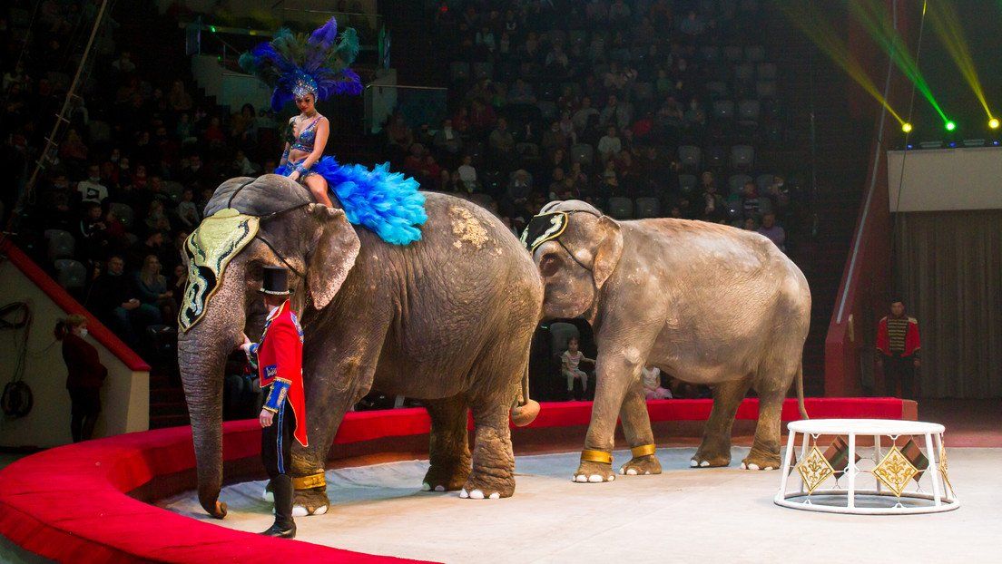 Rusia: elefantes se pelean en el circo. 