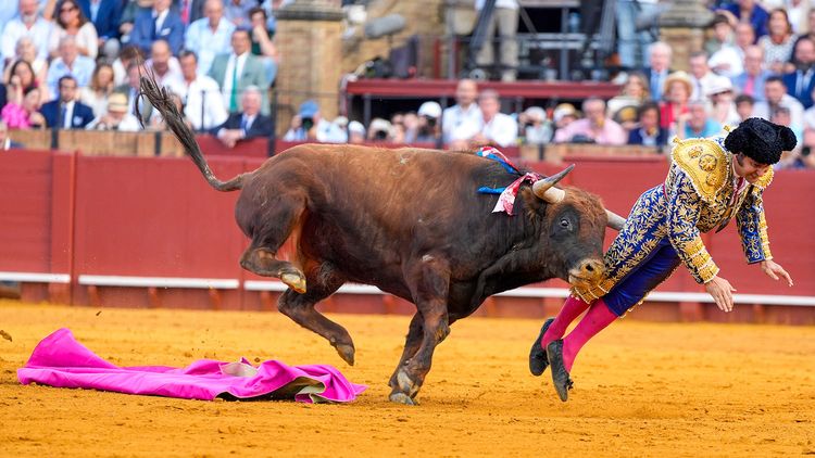 España: cómo se encuentra el torero que sufrió una cornada en el recto