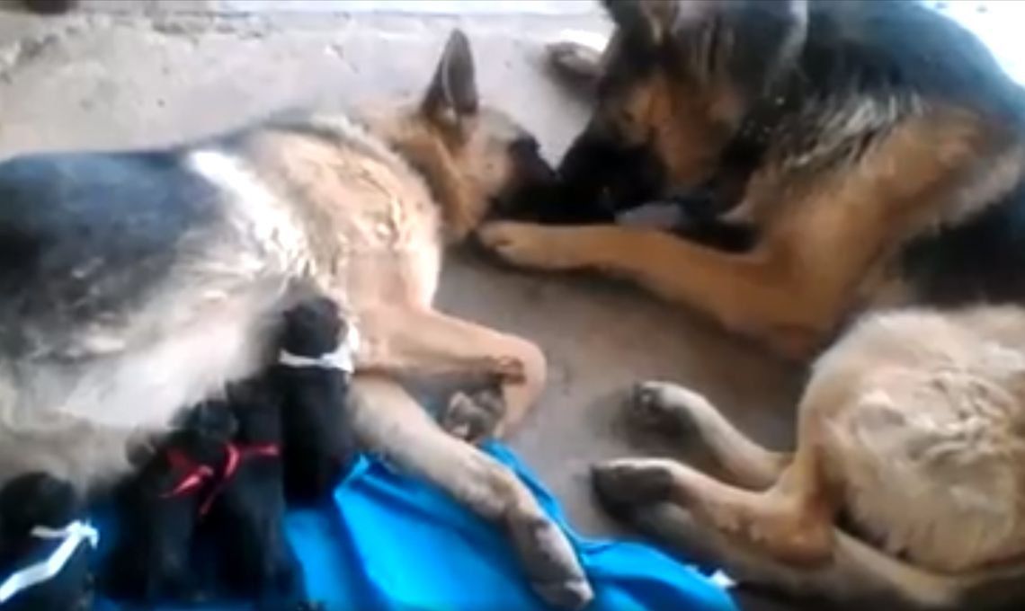 Amor en cuatro patas: un perro llenó de besos a su novia luego de dar a luz