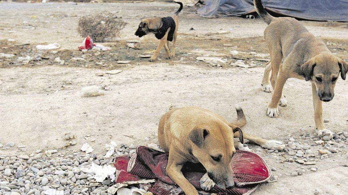Hay unos 6 millones de perros en situación de calle en el Conurbano