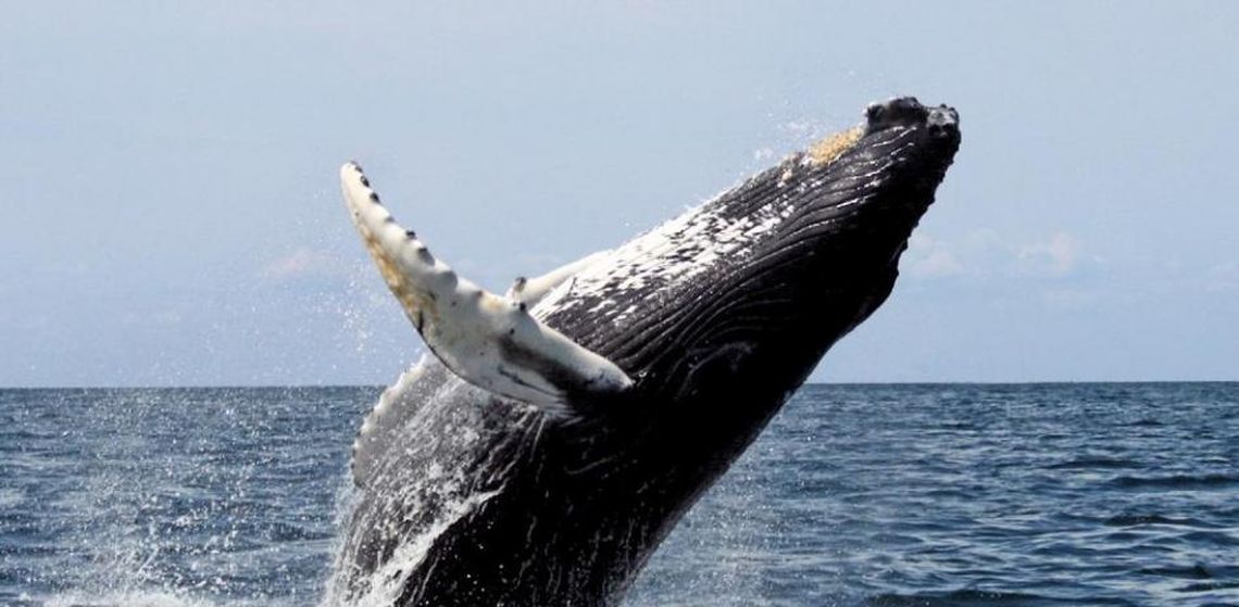 Puerto Madryn: detectan una ballena con soga en el cuerpo.
