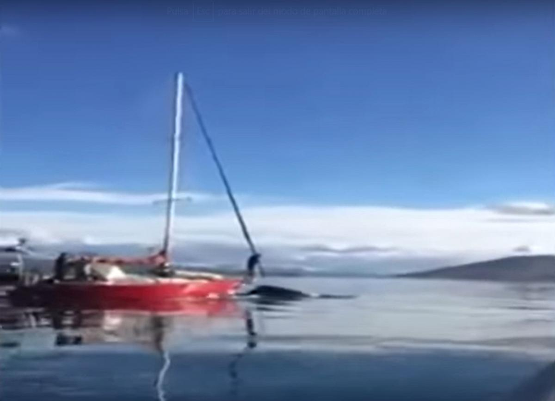 Un velero embistió intencionalmente a una ballena y buscan a sus ocupantes