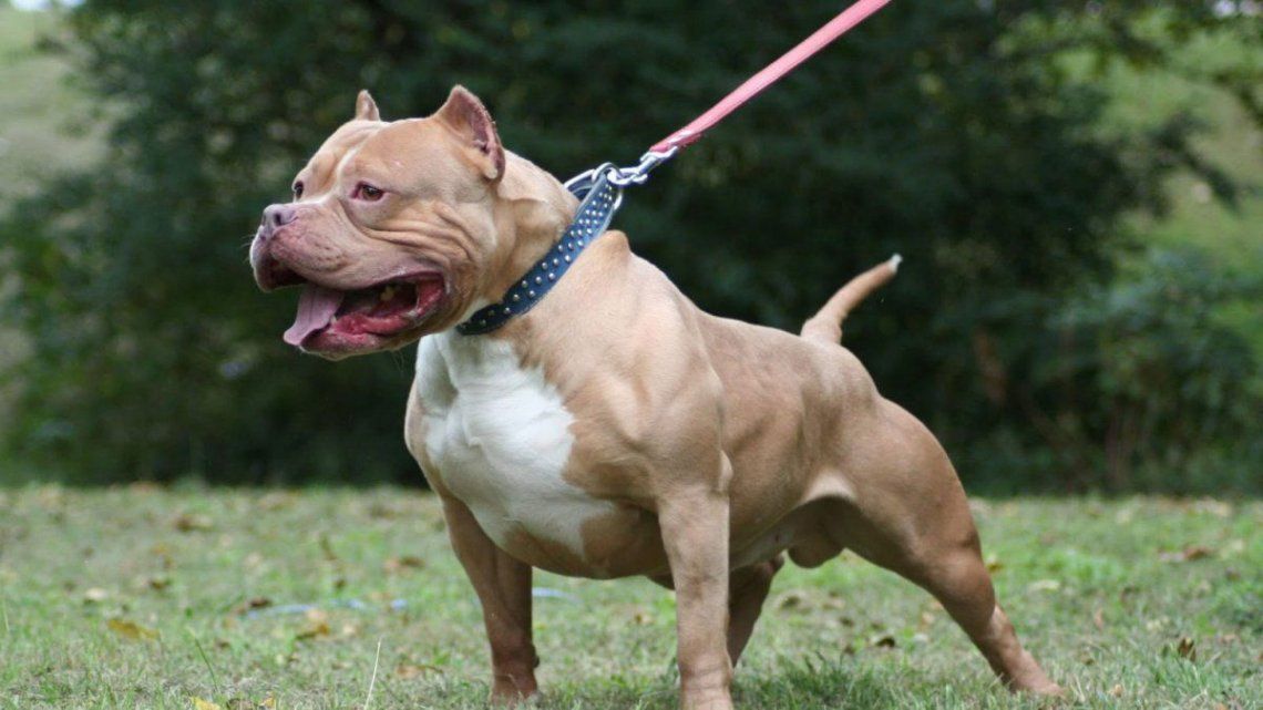 Pitbull: los factores que provocan la agresividad extrema en esta raza de perros