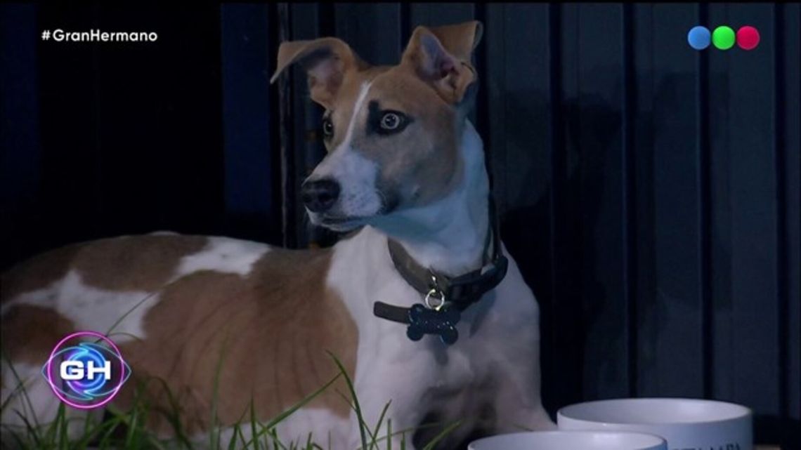 Gran Hermano 2023: les metieron el perro